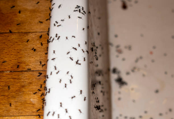 Best Affordable Pest Control Services  in Colesville, MD